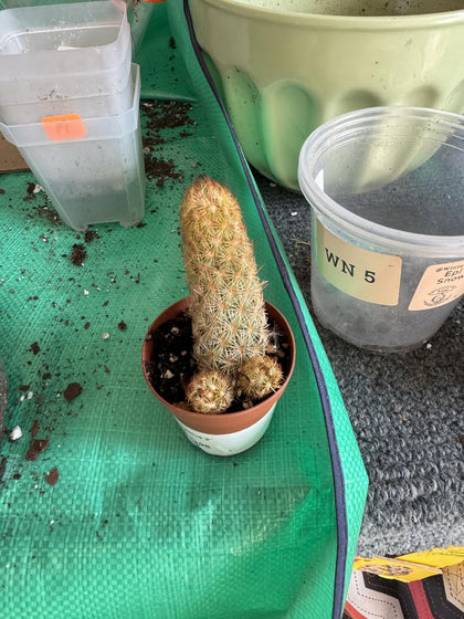 Foto de reseña - Mariana C.